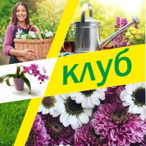 Клубные карты 