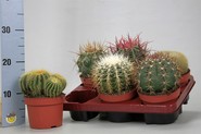 kaktusbolmiks.jpg