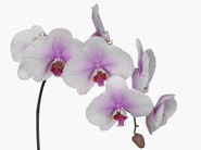 phalaenopsisblush.jpg