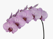 phalaenopsismedan.jpg