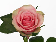 rosagrbellerose.jpg