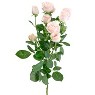 Роза кустовая h 50