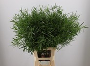 asparagusfalkatus2.jpg